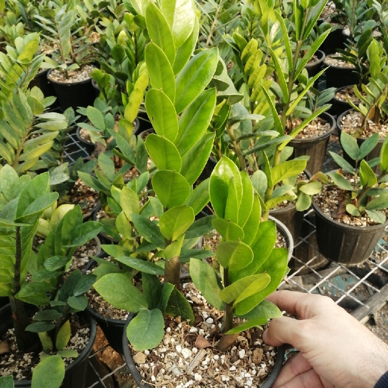 زامیفولیا سبز