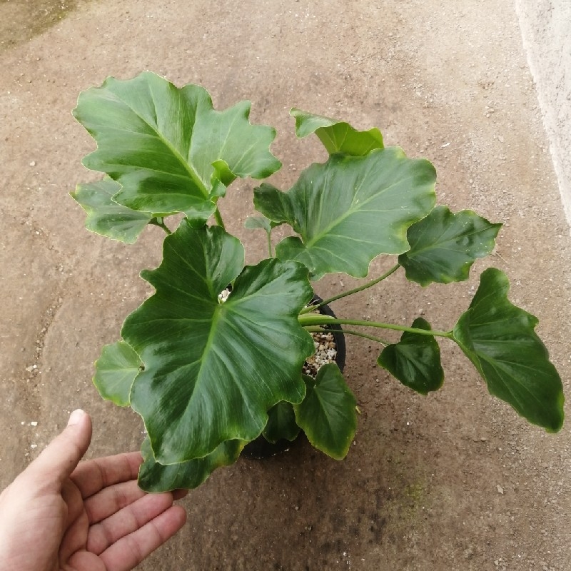 برگ انجیری فر
