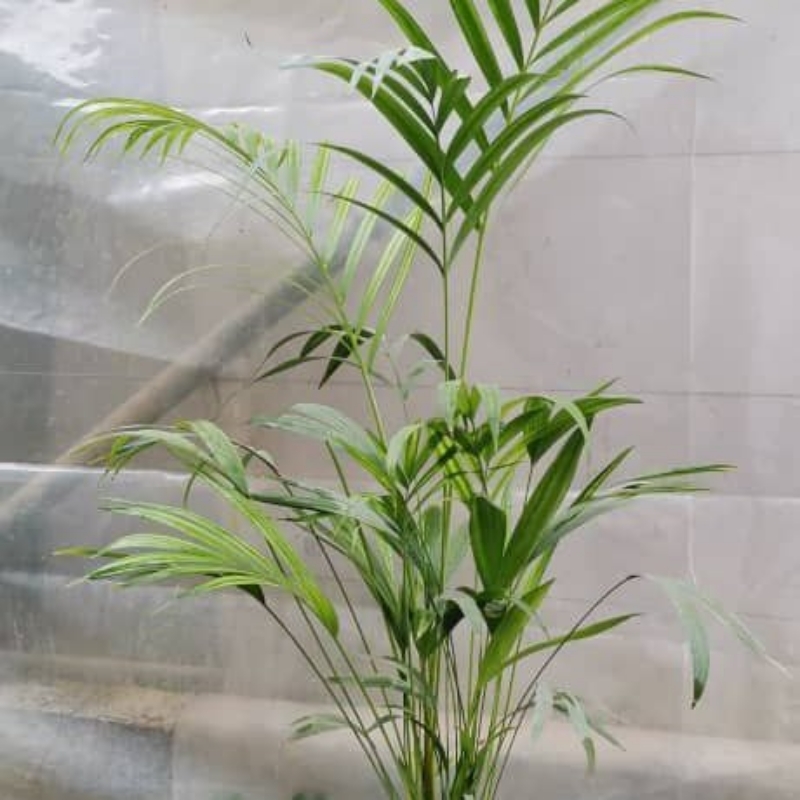اریکا سطل۷