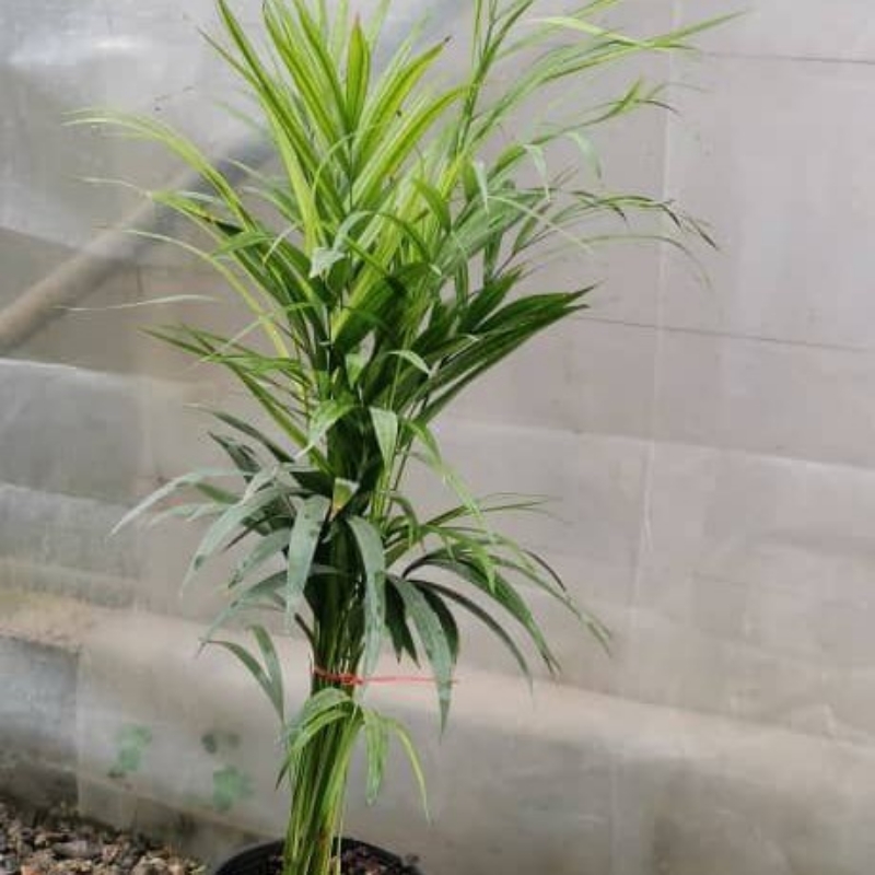 اریکا سطل۷